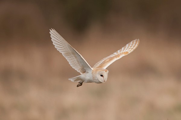 Norfolk Birding Spring Tours