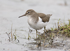 common-sandpiper common-sandpiper