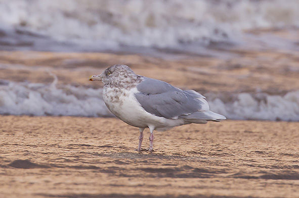 glaucous-gull glaucous-gull