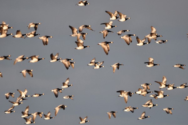 islay-bird-3