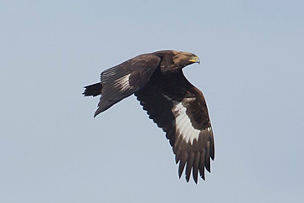 islay-bird-4