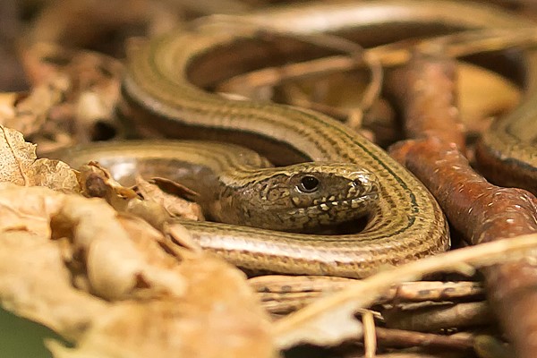 snake snake
