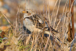snow-bunting snow-bunting