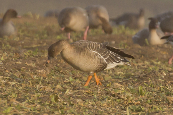 tundra-bean-goose tundra-bean-goose