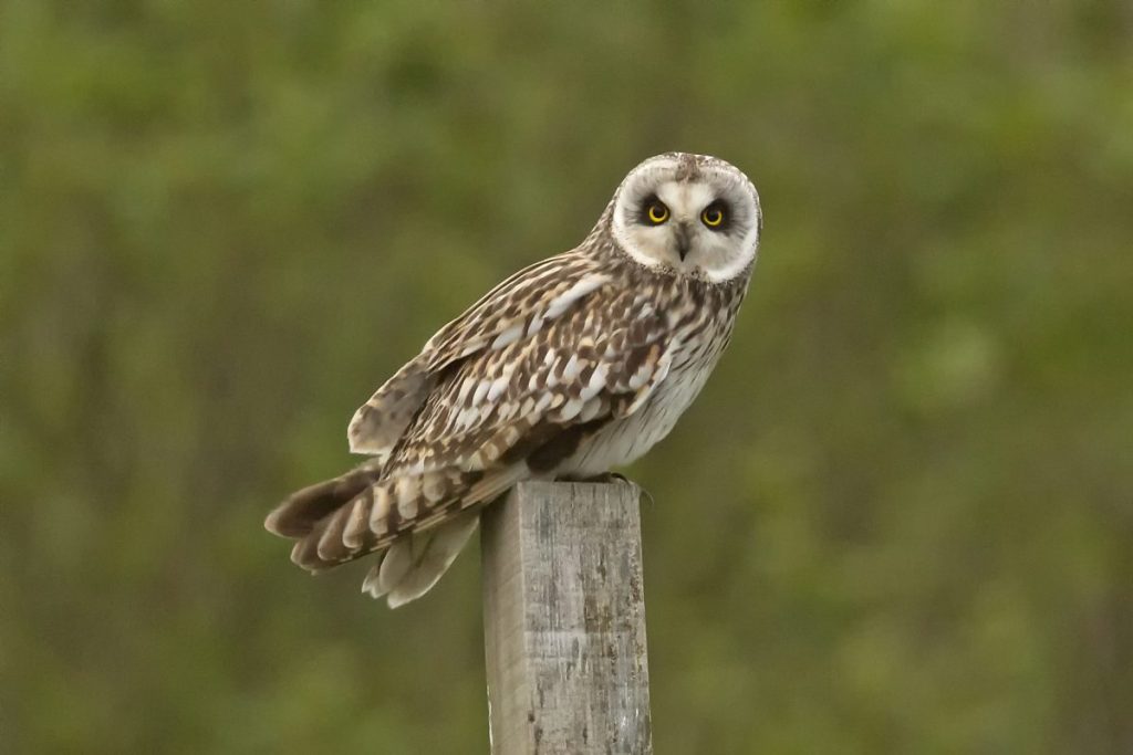 norfolk bird tours