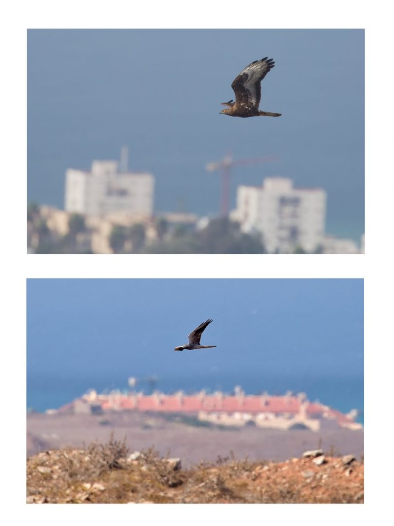 Birds of prey in Southern Spain - WILD ANDALUCIA BIRDING TOURS