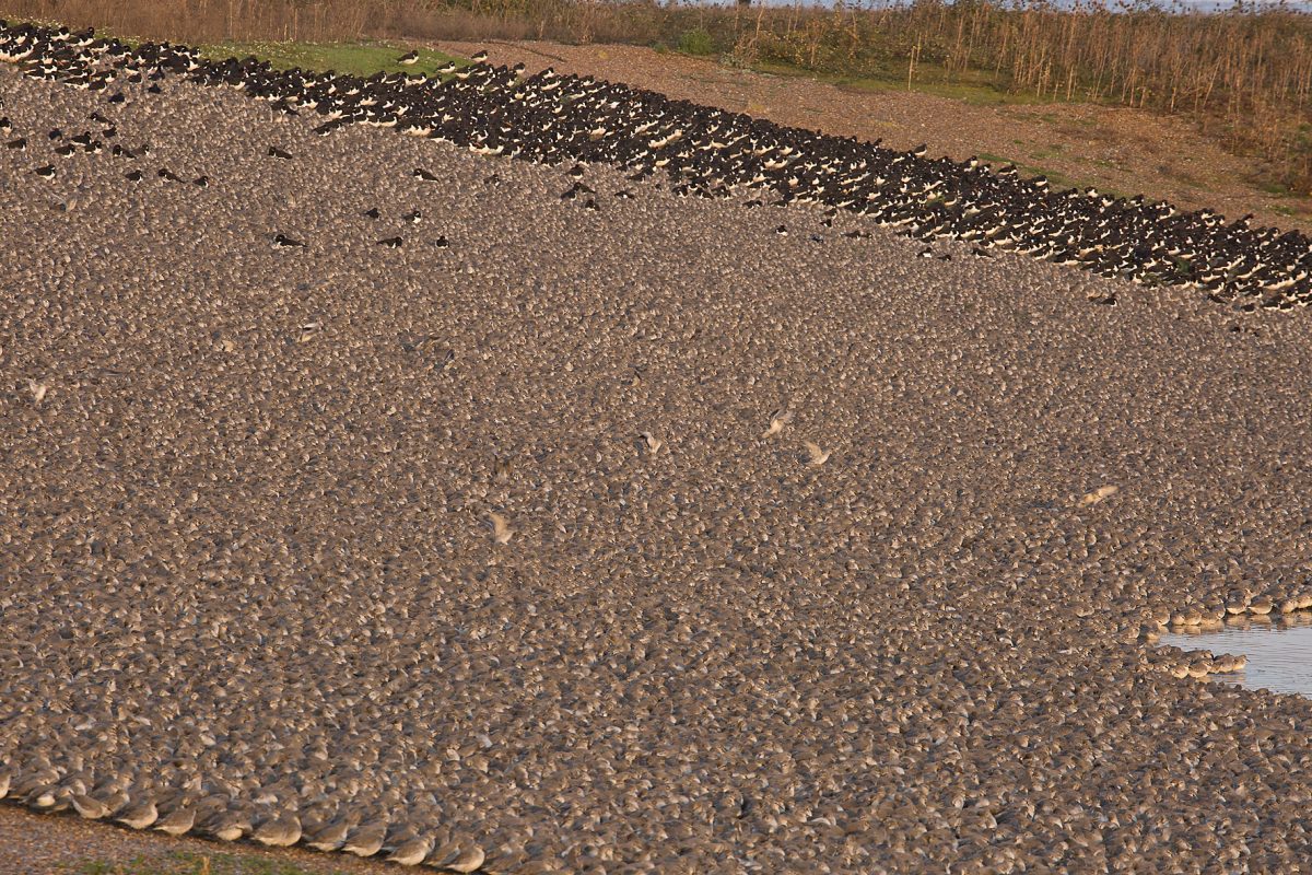Red-Knot190230001 Red-Knot190230001