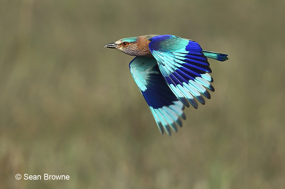002 Indian Roller 2000 Pench 002 Indian Roller 2000 Pench