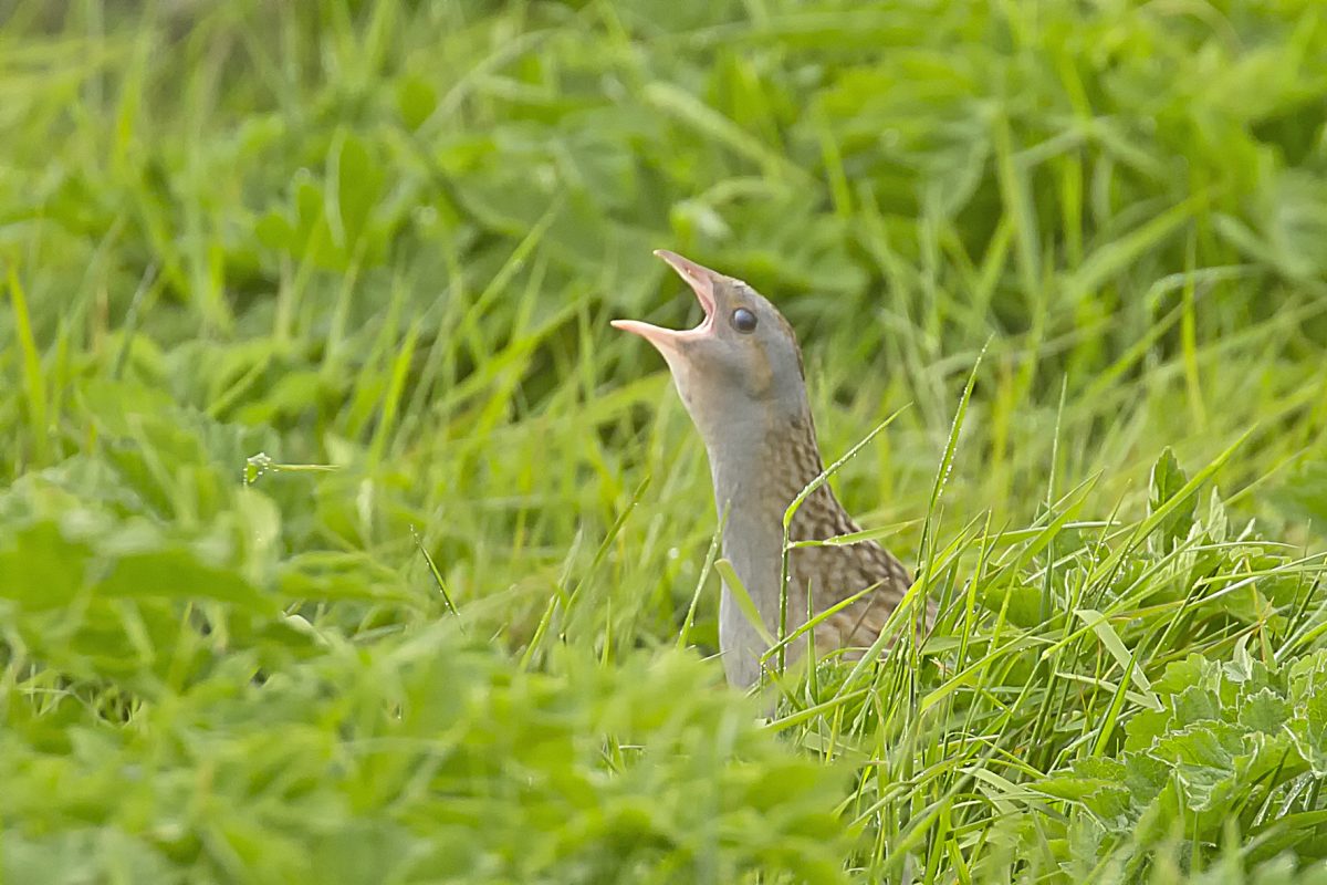 Corncrake190619003 Corncrake190619003