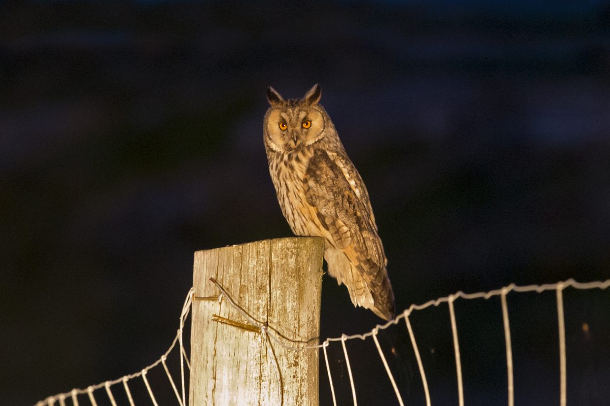 Long-eared owl180612033 Long-eared owl180612033