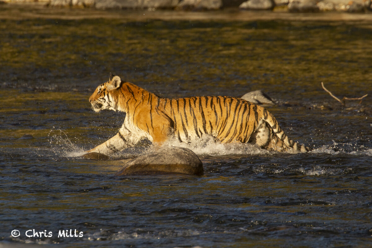 Tiger 20221211_002 Tiger 20221211_002