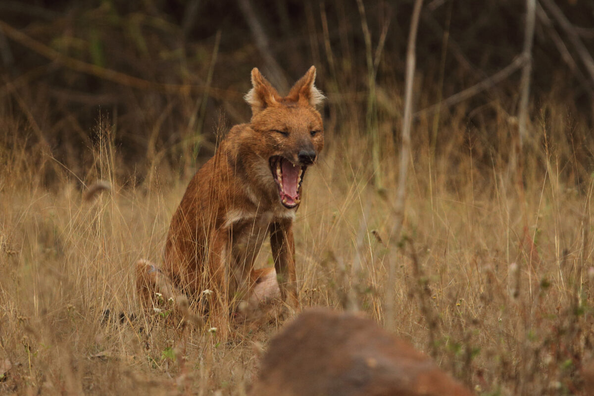 Dhole 2000a Tadoba Dhole 2000a Tadoba