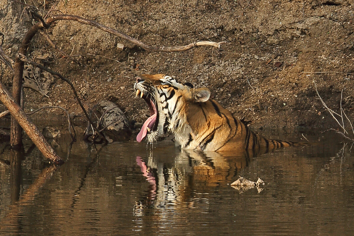 Royal Bengal Tiger 2000a Pench Royal Bengal Tiger 2000a Pench