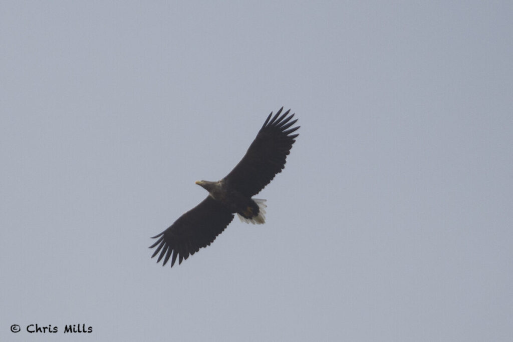 White-tailed Eagle one of four seen during the tour.
