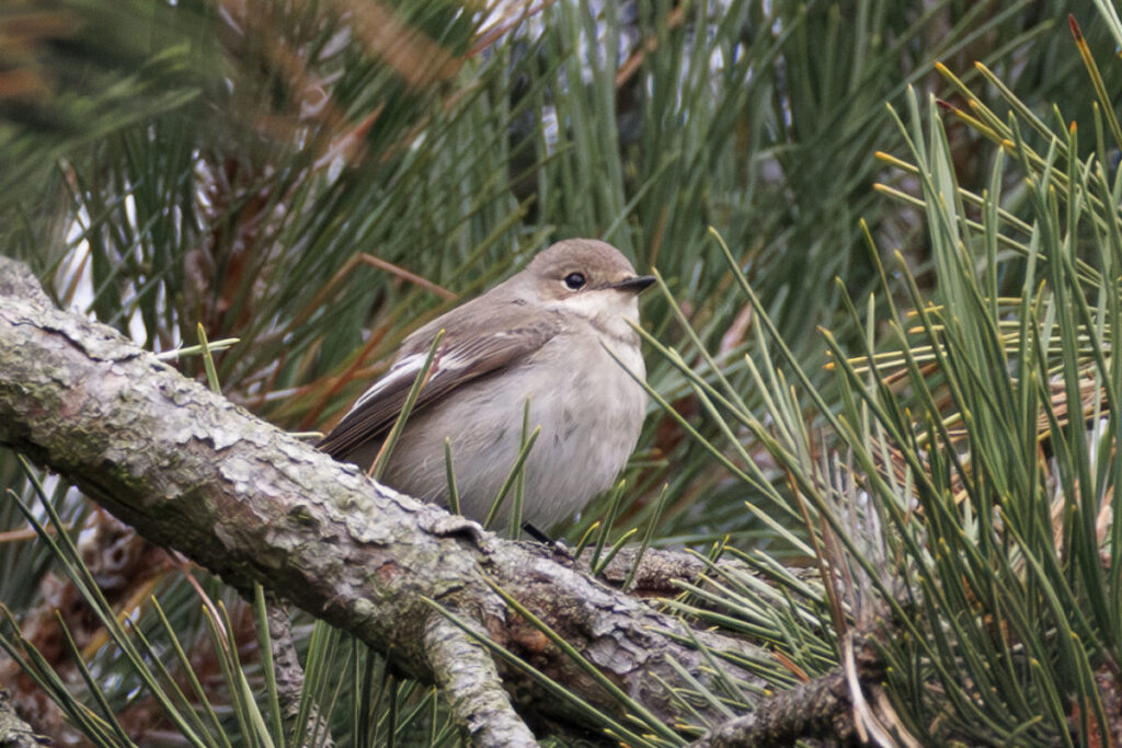 October and November Norfolk bird tour sightings WordPress 1BX