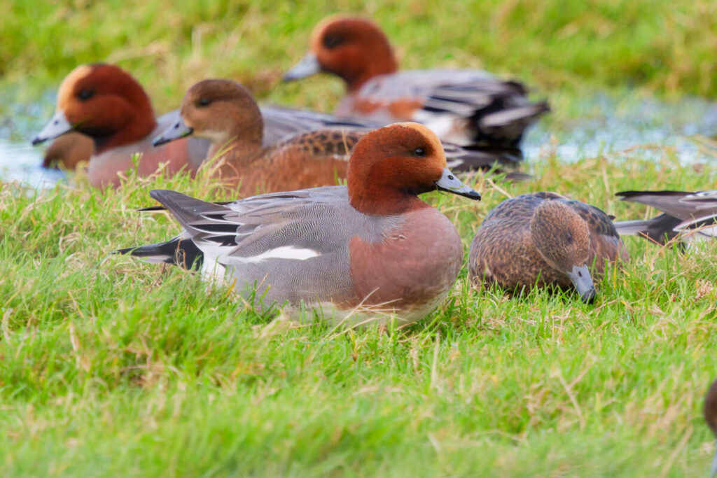 October and November Norfolk bird tour sightings WordPress 1BX