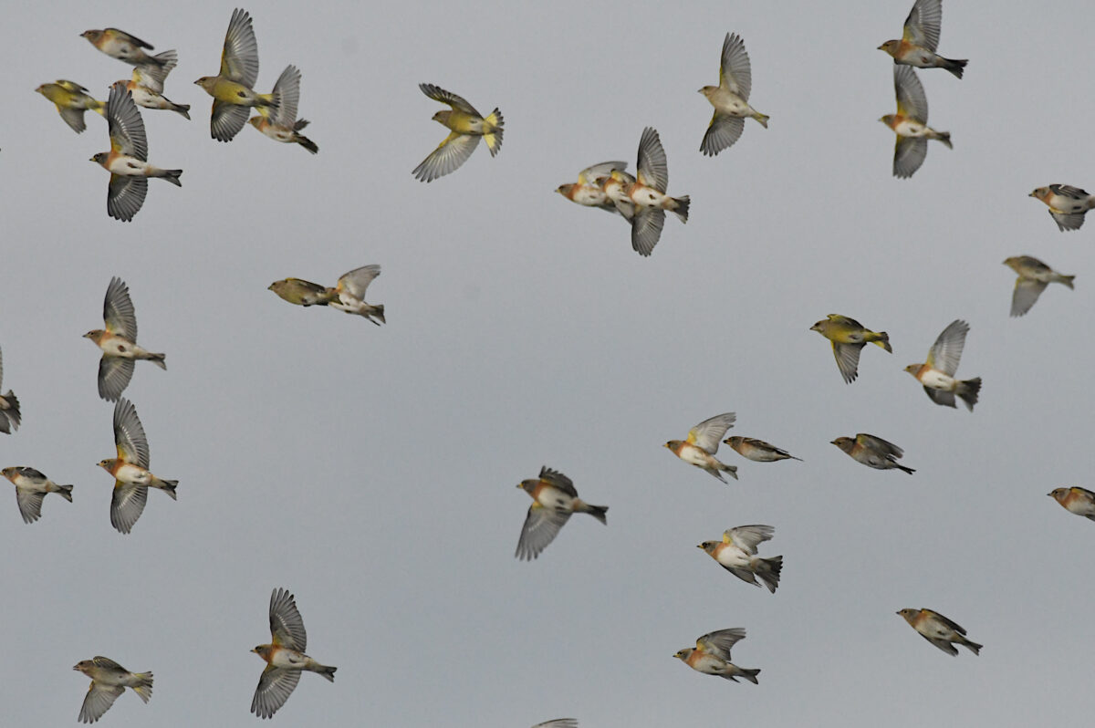 tv_bramblingsandgreenfinches